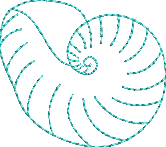 Whelk Shell